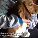 fae calbuco testimonio de silvana mejia como familia de acogida perro