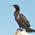 cormoranes