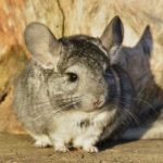 fae illapel paseo con familias a reserva las chinchillas ene 2026 14 chinchilla